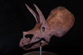 Crâne de Triceratops