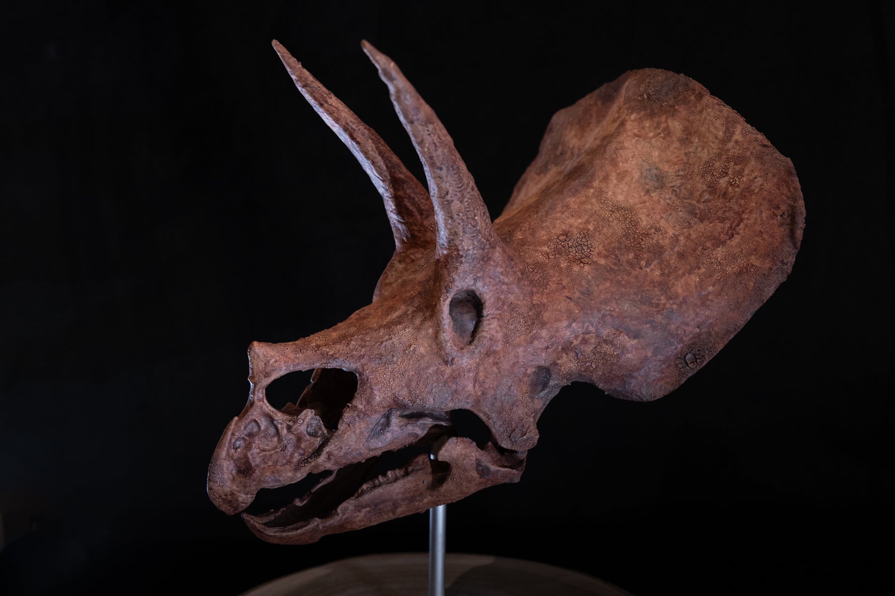 Crâne de Triceratops
