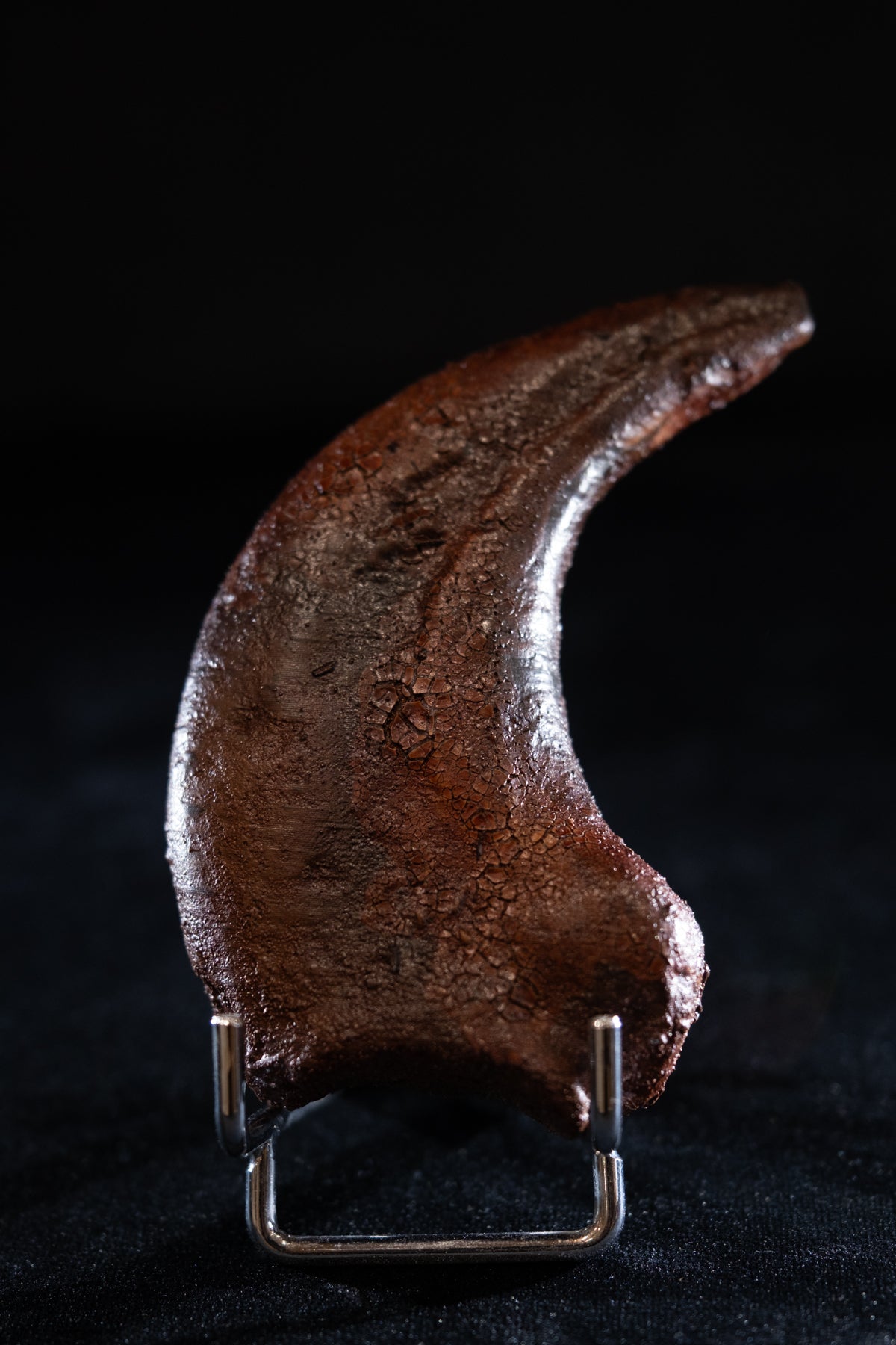 Griffe de Tyrannosaurus rex