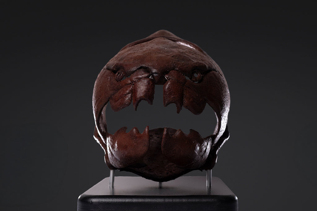Crâne de Dunkleosteus