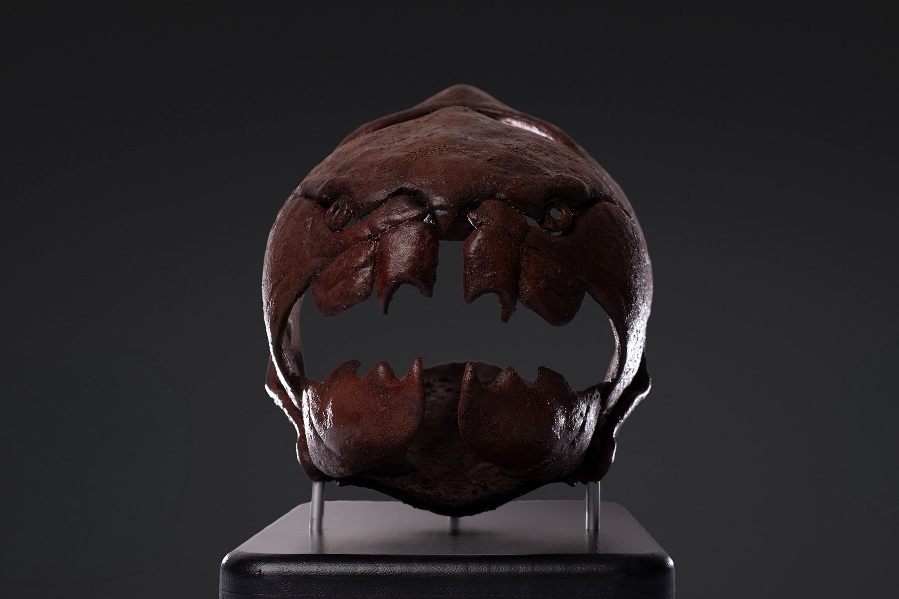 Crâne de Dunkleosteus