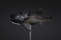 Figurine de Dunkleosteus