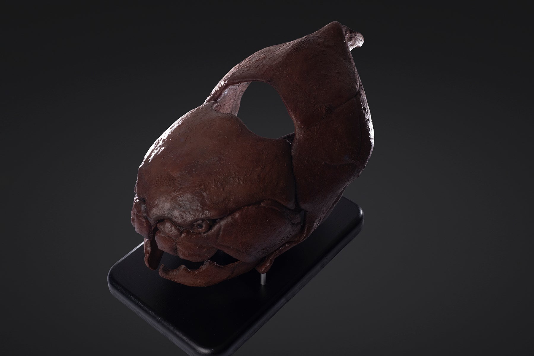 Crâne de Dunkleosteus