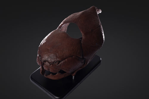Crâne de Dunkleosteus