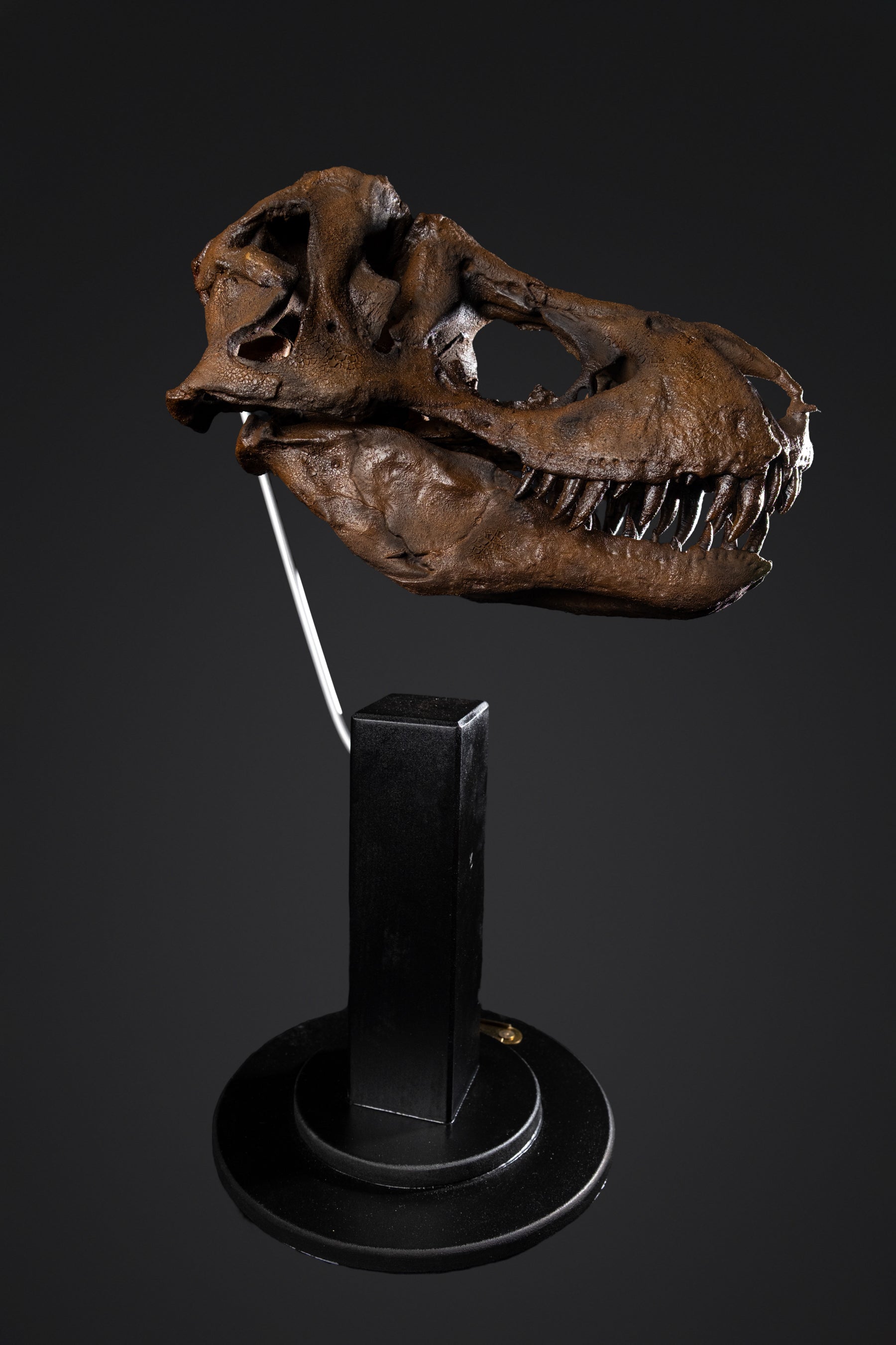 Crâne de T-rex