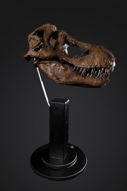 Crâne de T-rex