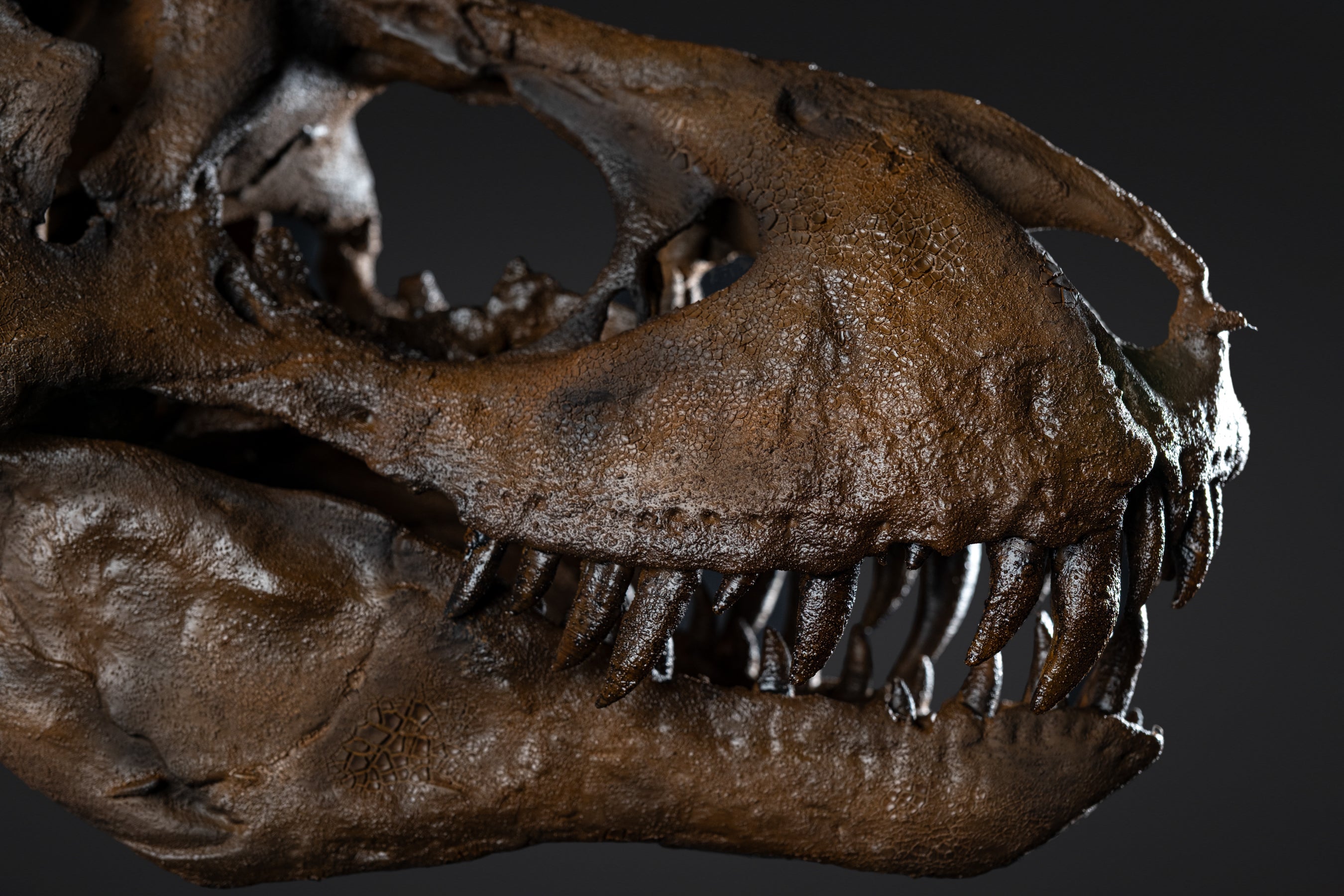 Crâne de T-rex