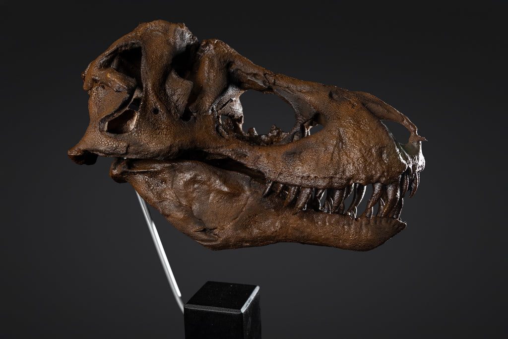 Crâne de T-rex