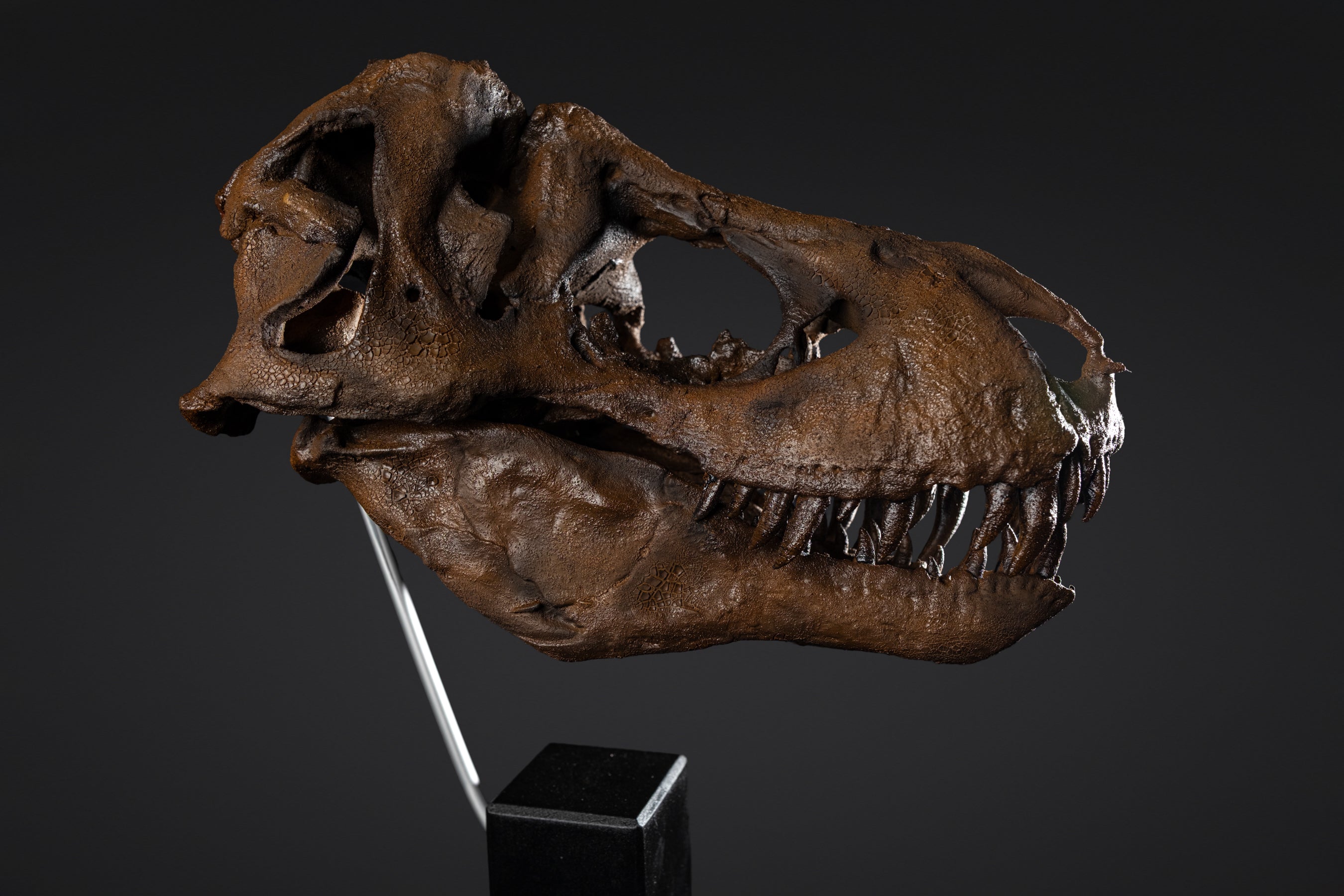 Crâne de T-rex