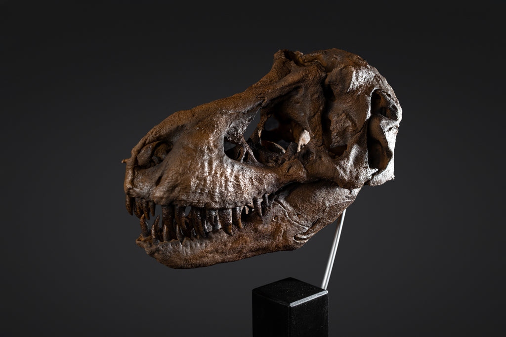 Crâne de T-rex