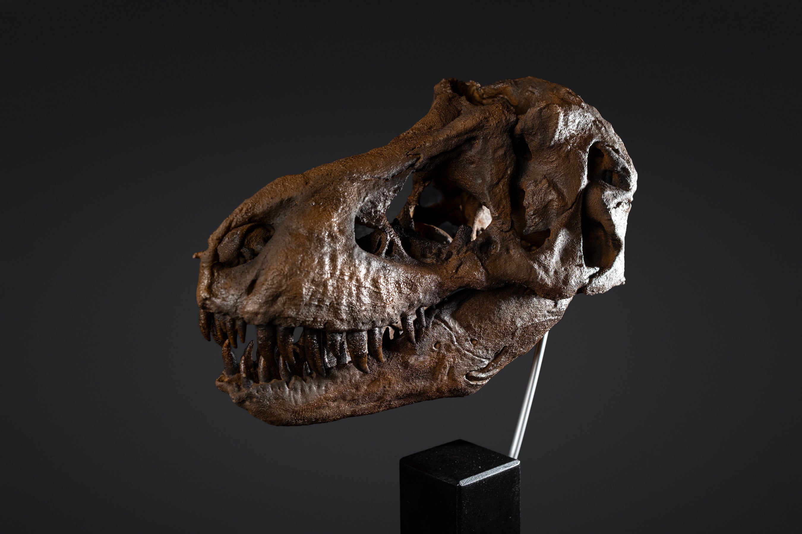 Crâne de T-rex