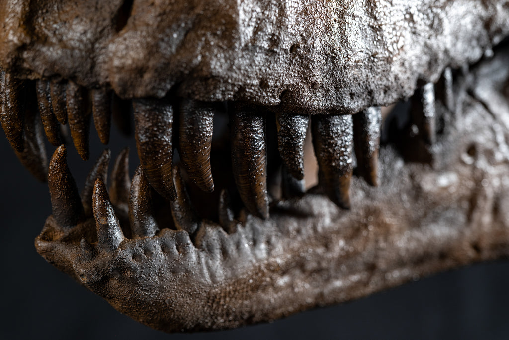 Crâne de T-rex