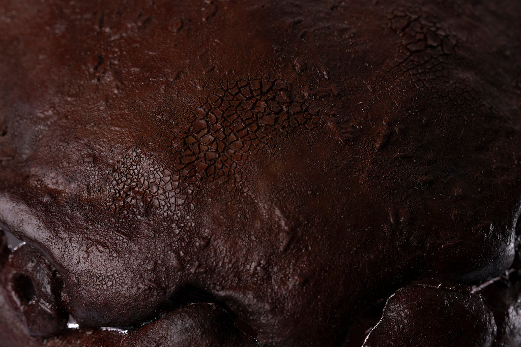 Crâne de Dunkleosteus