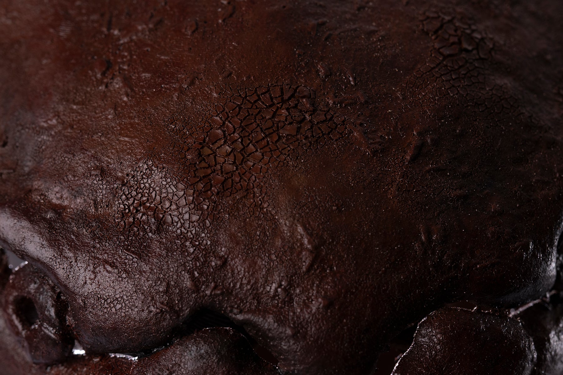 Crâne de Dunkleosteus